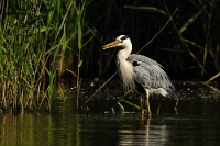 4698 Ardea cinerea (Airone cenerino)